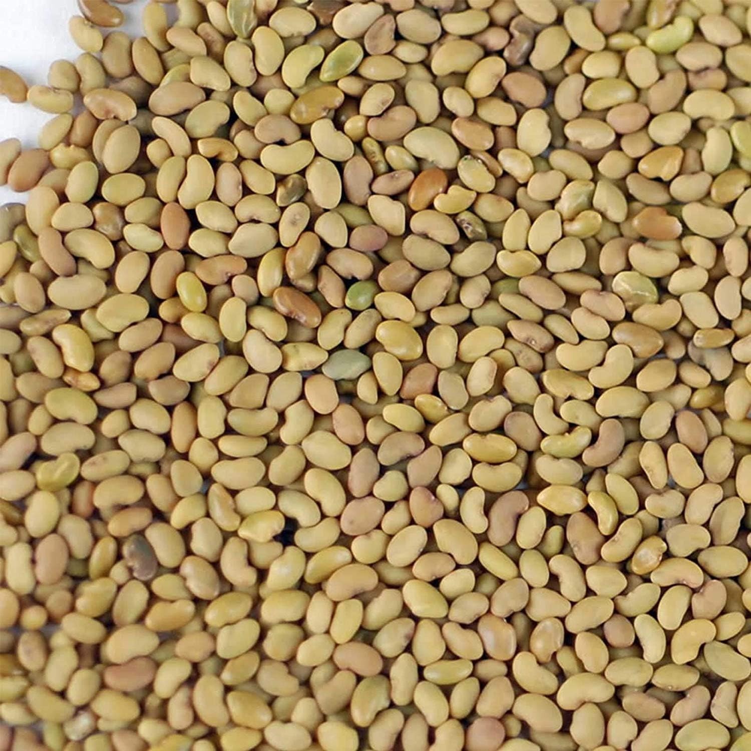 Certified Organic Alfalfa Seed – High Germination