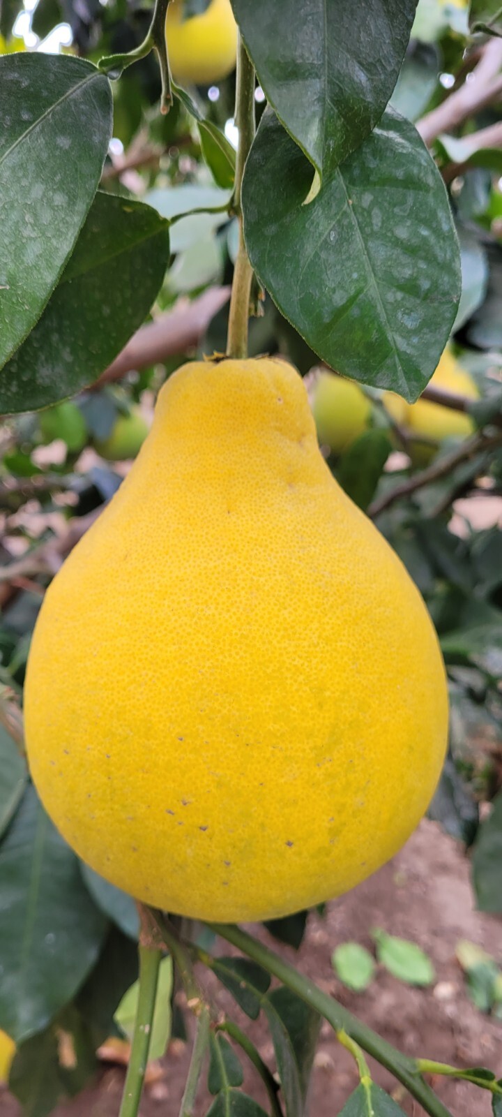 15 Pomelo Seeds Sweet Good Variety