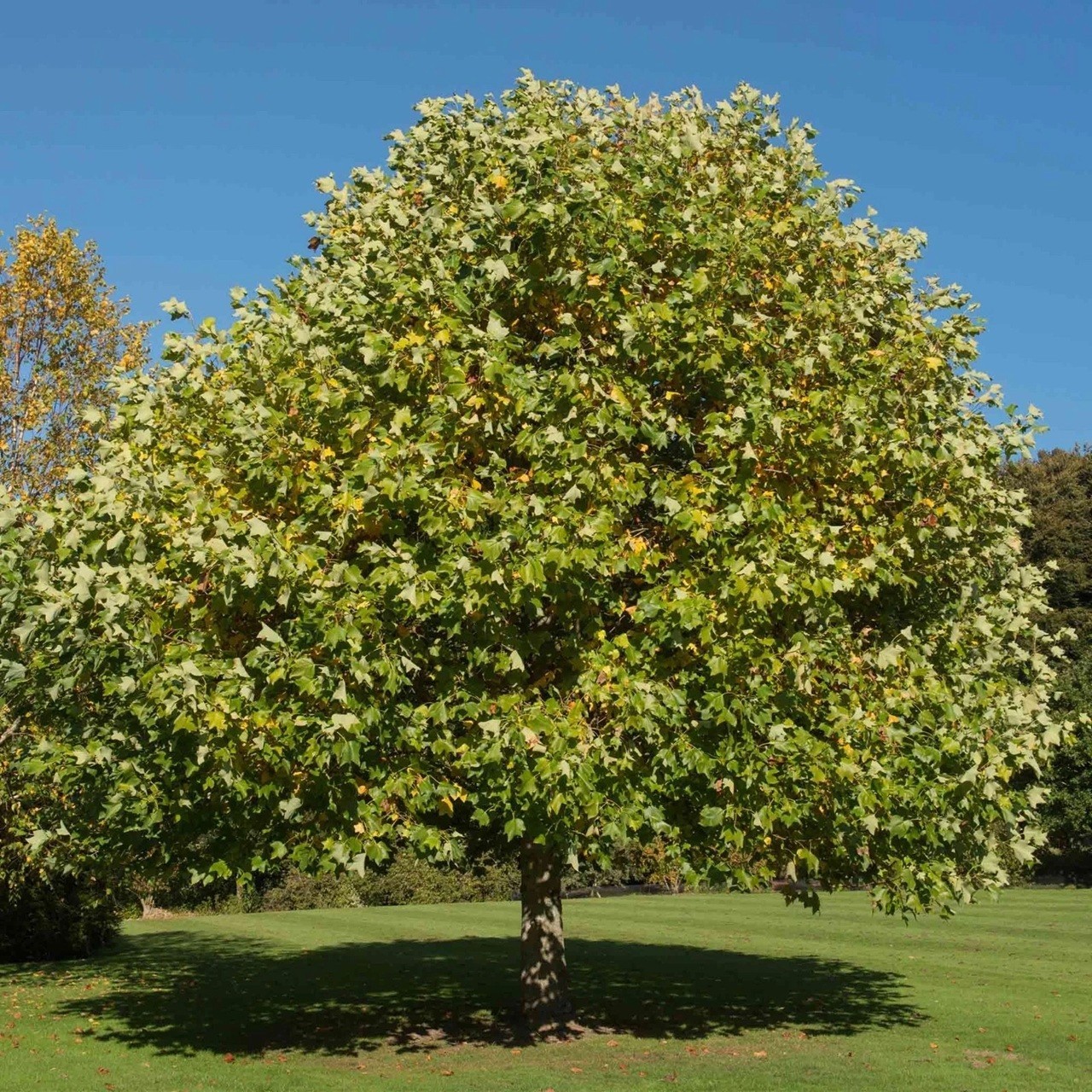 Live 1+ yo Tulip Tree Well Rooted Plant in pot, Liriodendron Tulipifera
