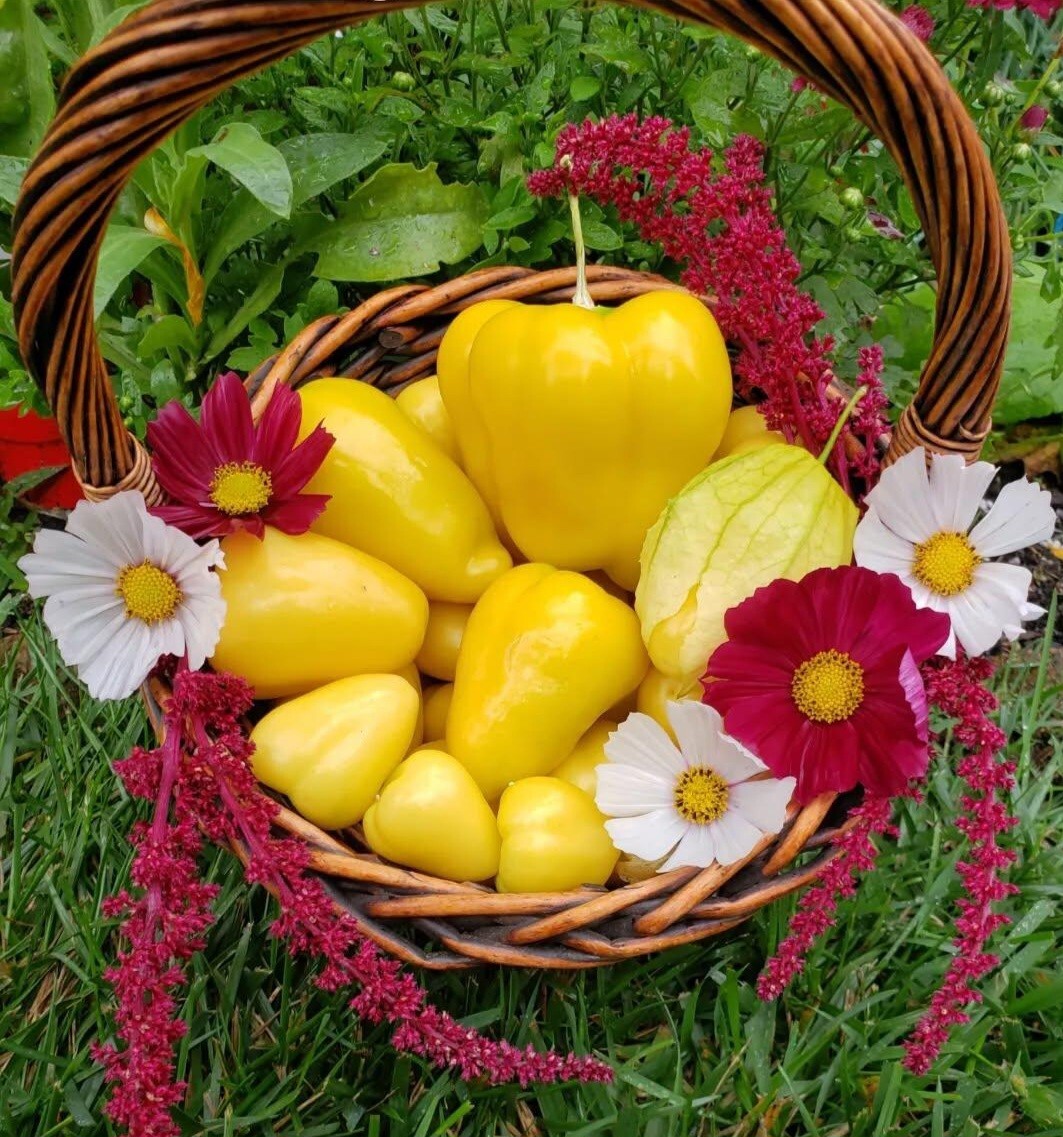 Chupon De Malinalco Tomatillo Seeds 10 Organic Seeds RARE *Free Shipping*