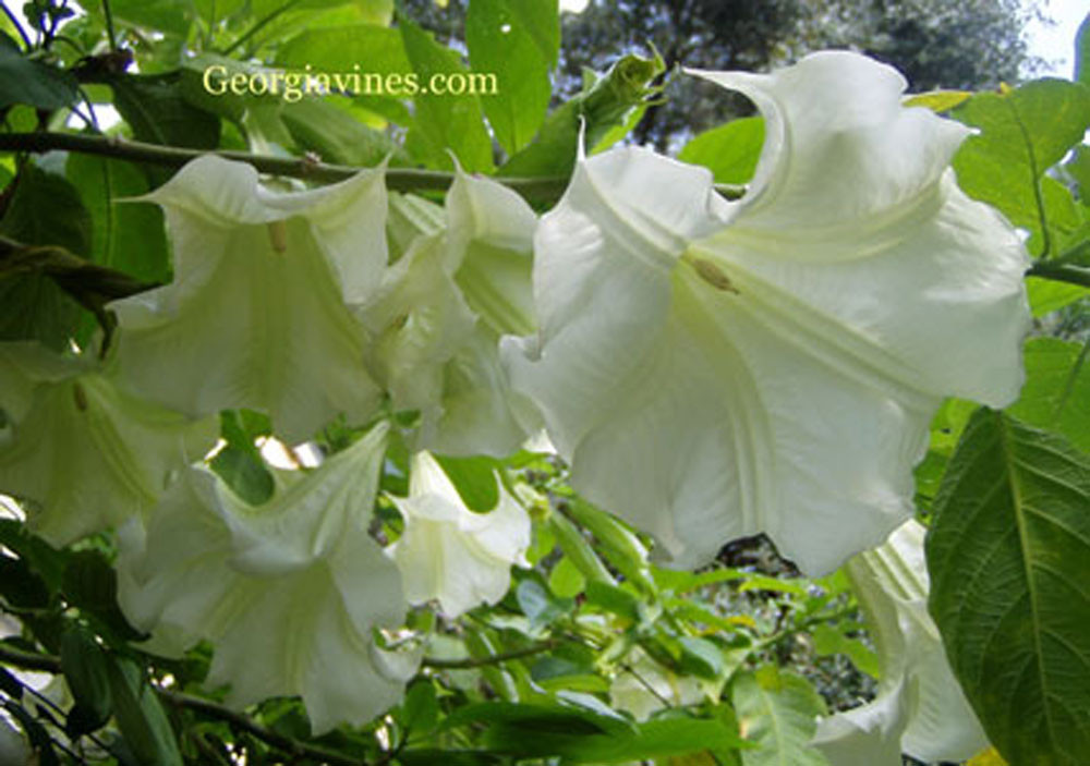 Brugmansia Betty Marshall Angel Trumpet 8 seeds