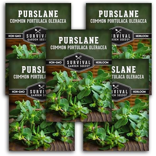 Purslane Seeds for Planting – Edible Green Portulaca Oleracea Verdolagas 5