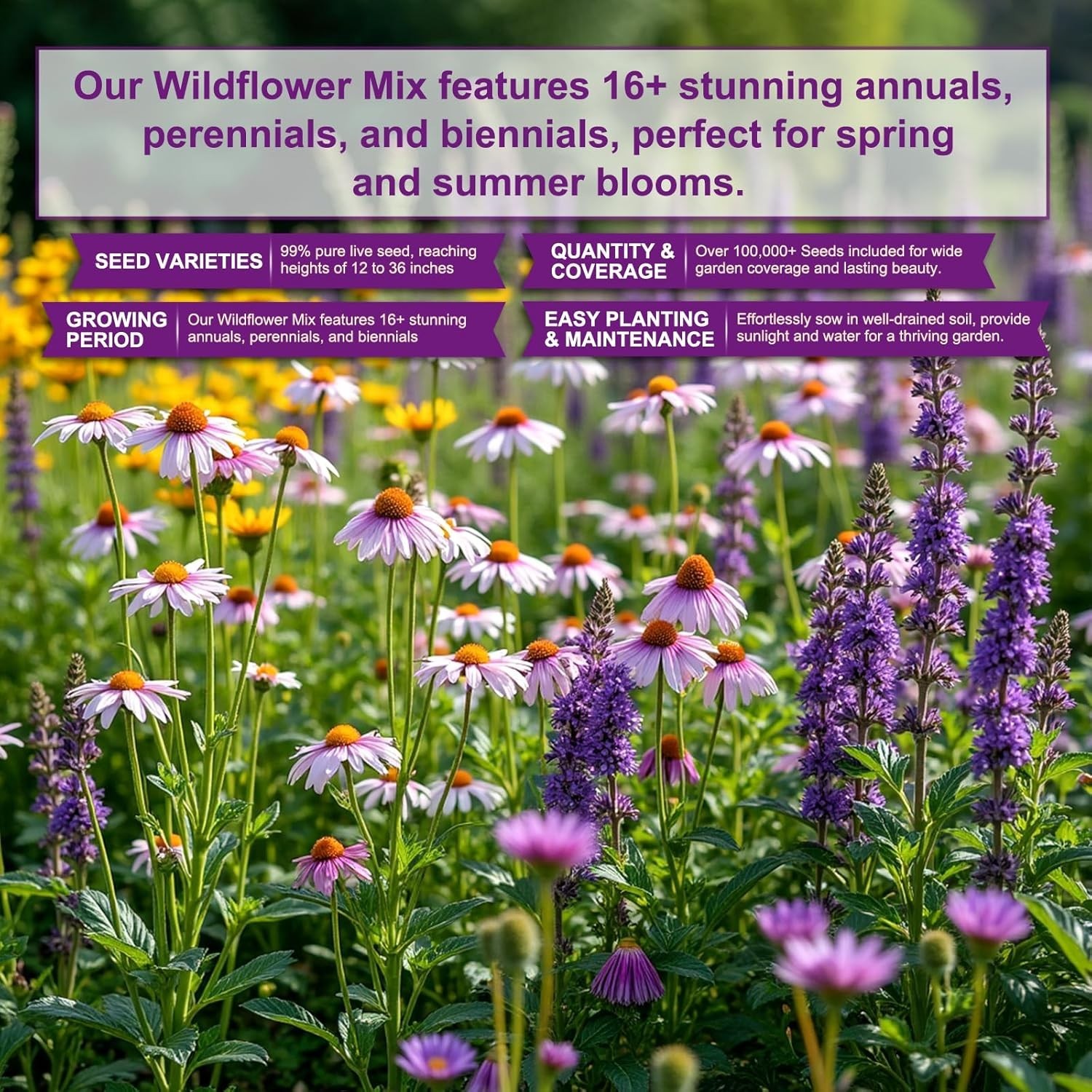 Heirloom Wildflower Seeds – 200,000 Count, 16 Varieties for Biodiversity