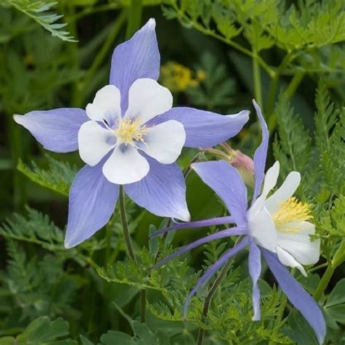 Blue Rocky Mountain Columbine Seeds – Aquilegia coerulea – Heirloom Perennial