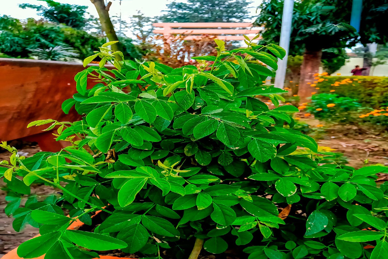 Free Shipping 250+ Semillas De Chipilin Organicas P Tamales Sopa De El Salvador