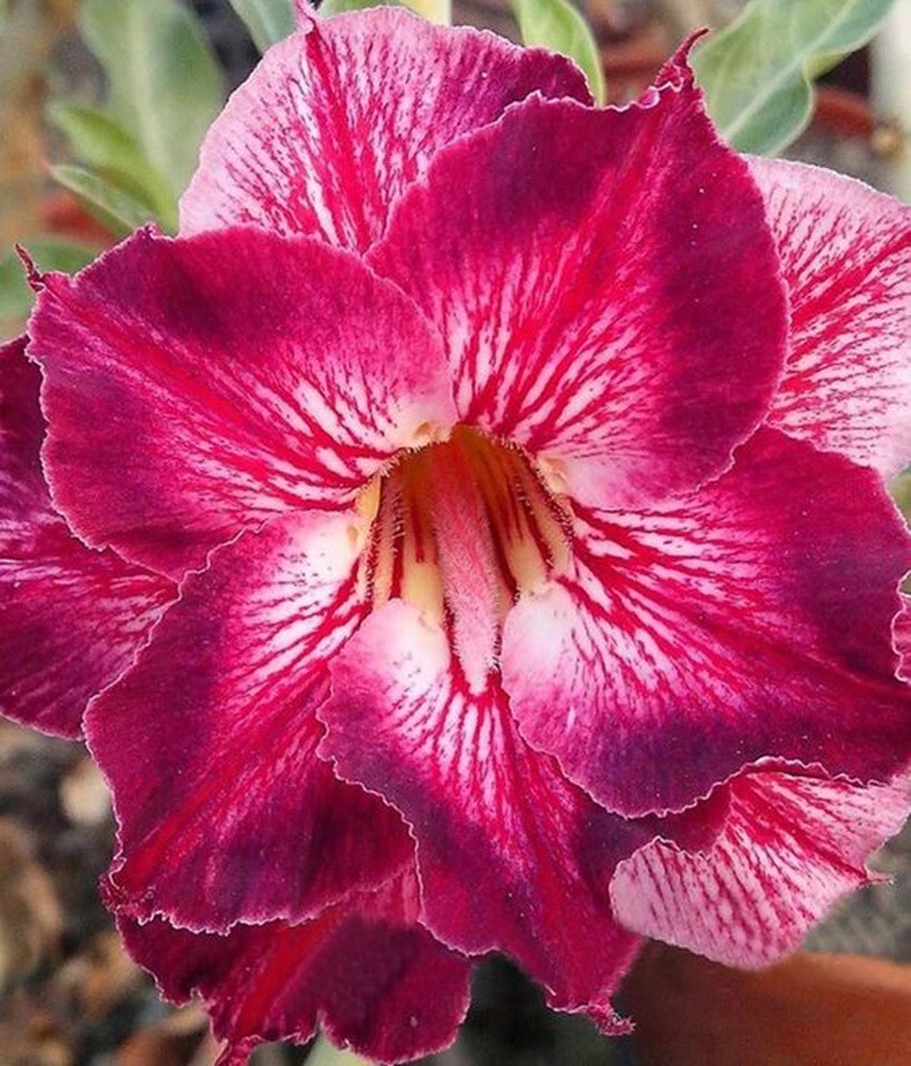 4 Desert Rose Seeds ” Magenta White “