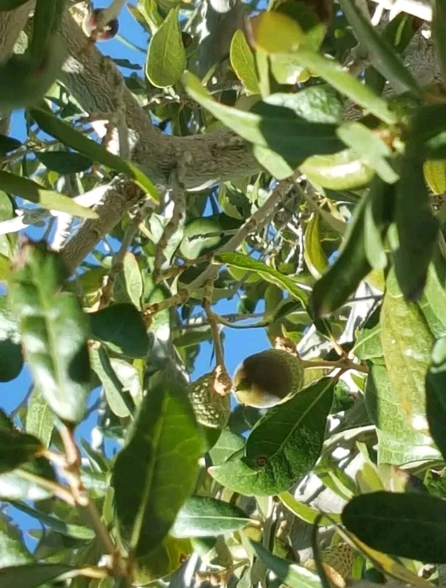 15 – QUERCUS VIRGINIANA, SOUTHERN LIVE OAK, DECEMBER 2024 ACORNS