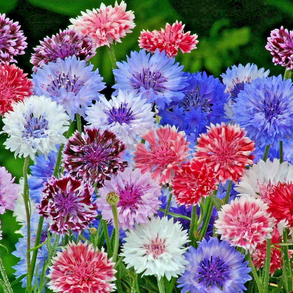 500+Dwarf BACHELOR BUTTON Polka Dot Mix Flower Seeds Cut Dried Flowers Container