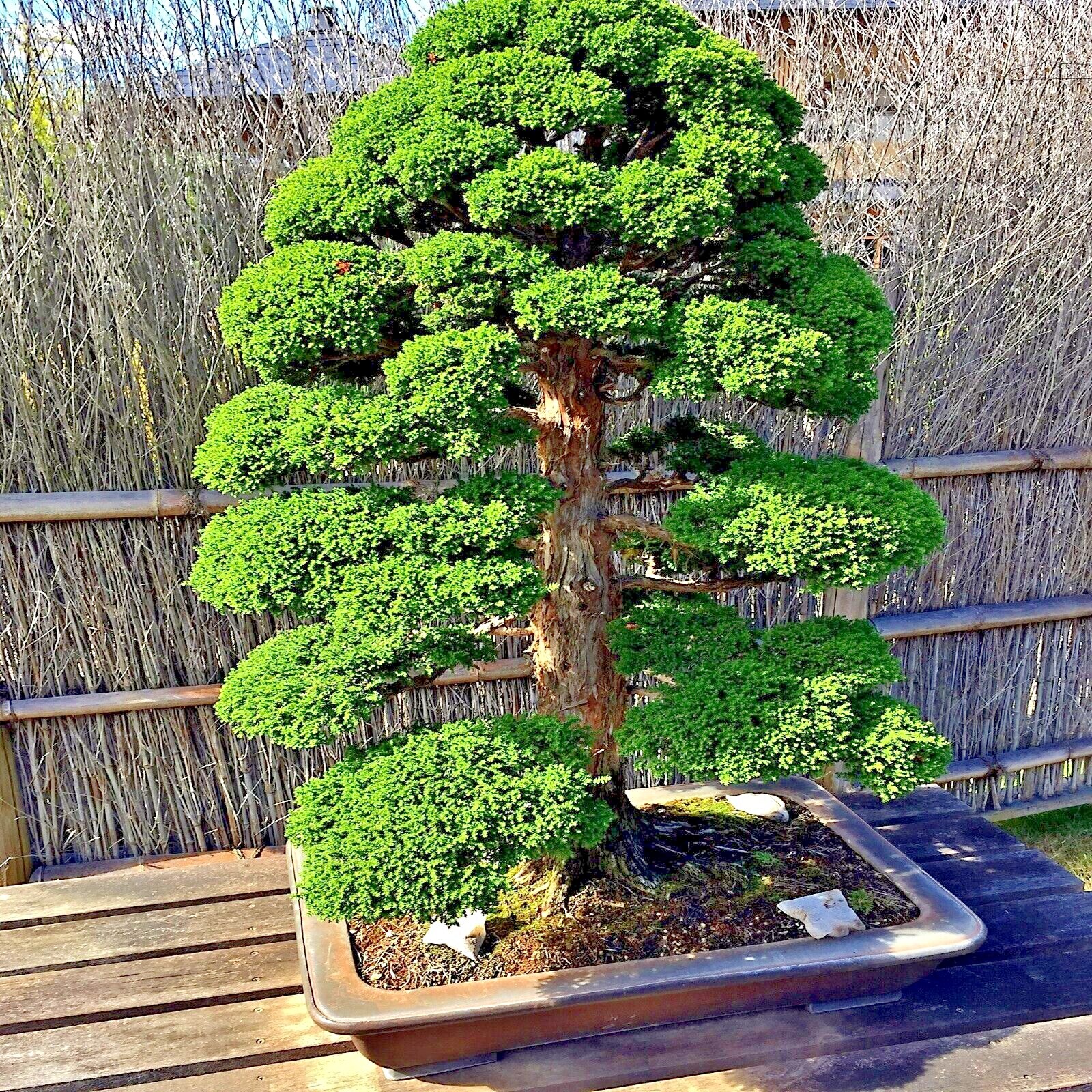 Japanese Red Cedar Tree Seeds (Cryptomeria japonica) Sugi Evergreen or Bonsai