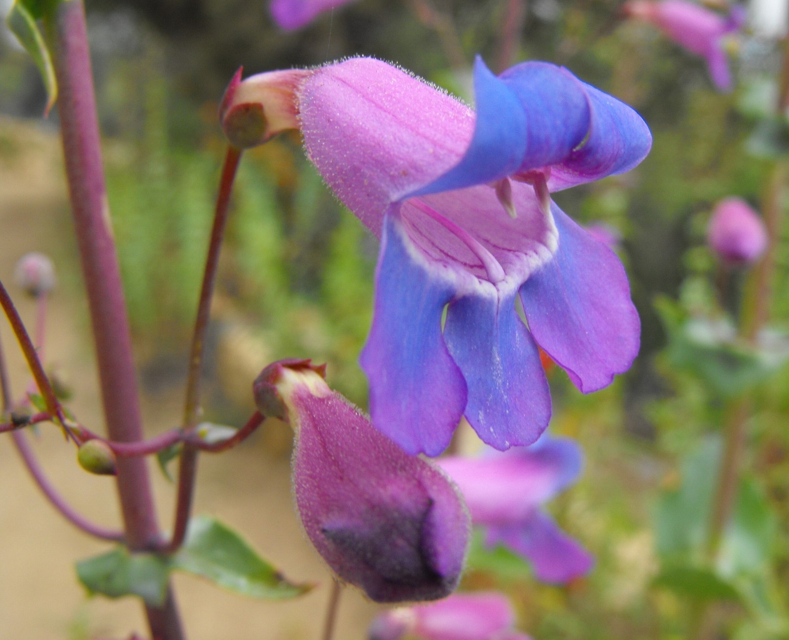 Showy Penstemon Seeds for California Native Garden Plants for Drought Tolerant L
