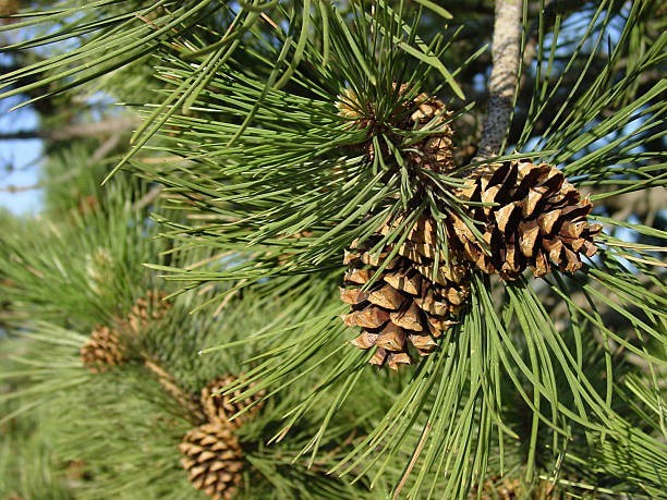 Ponderosa Pine Seeds – 150+ ct – Fresh Pick 4/22/2026
