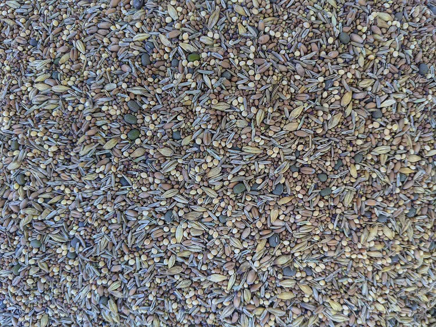 Premium Chicken Poultry Pasture Forage and Fodder Seeds (1-lb. Bag) – [33% Each: