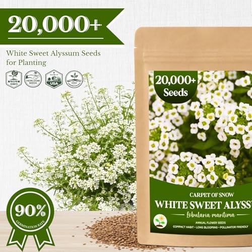 20,000+ White Sweet Alyssum Seeds for Planting – Pure White Carpet of Snow