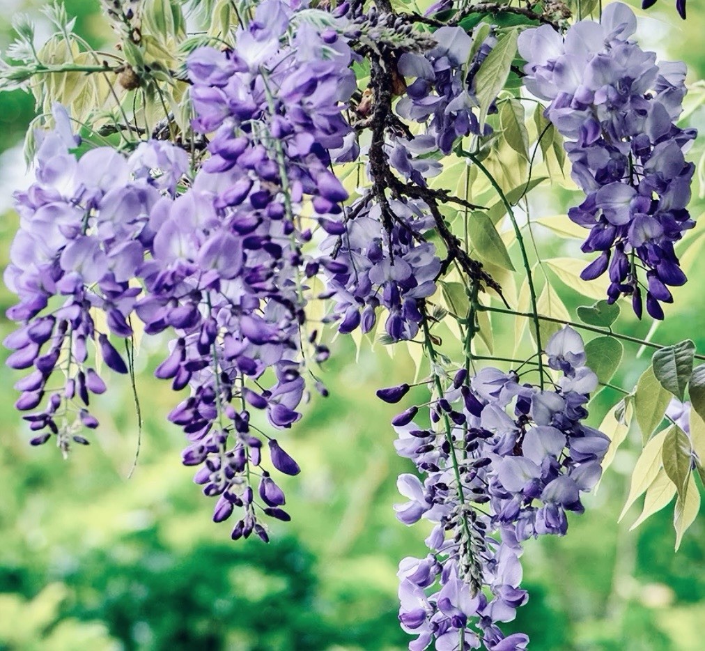 8 Unrooted Kentucky Blue Moon Wisteria Cuttings for ReRooting Do Your Own Bonsai