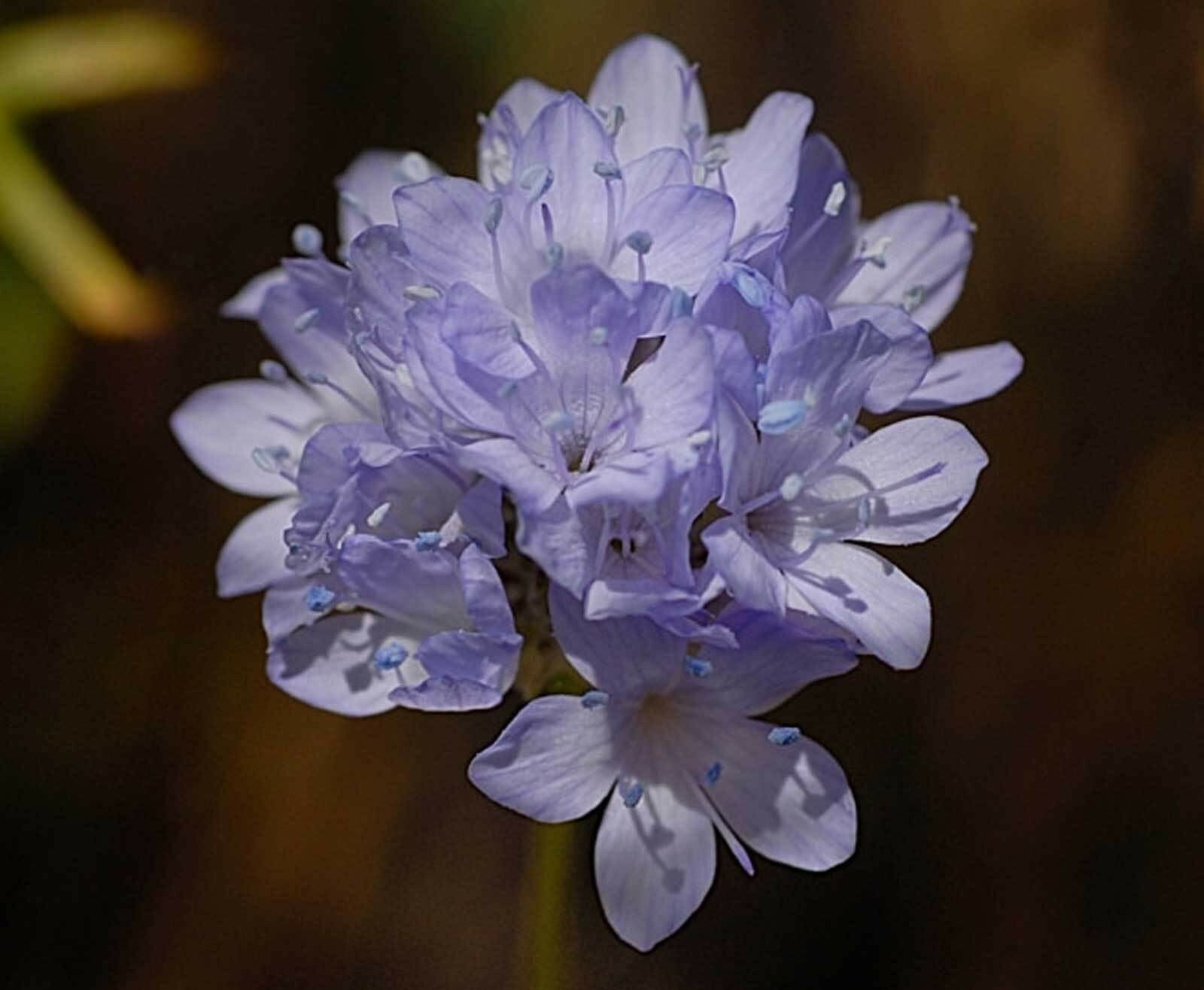Gilia capitata | Queen Annes Blue Thimble Flower| 100_Seeds