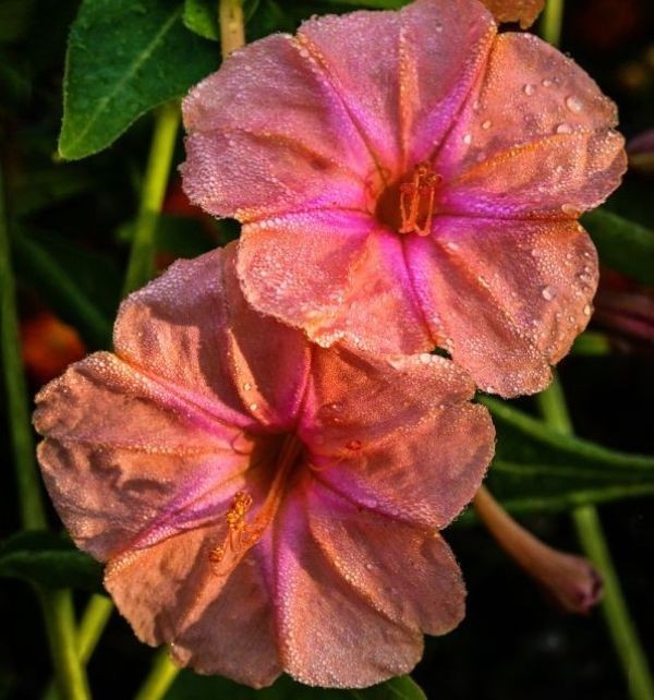 Salmon Sunset Four O’clock Flowers Seeds * 8 Organic Seeds * FREE SHIPPING