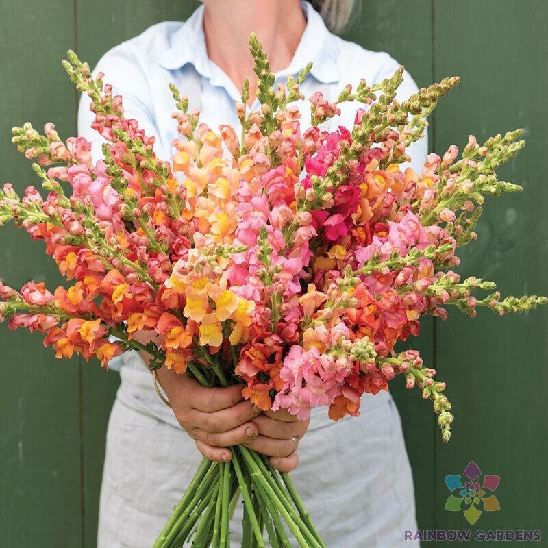 1000+ Johnny’s Potomac Early Sunrise Mix Snapdragon Seeds – FREE SHIPPING!