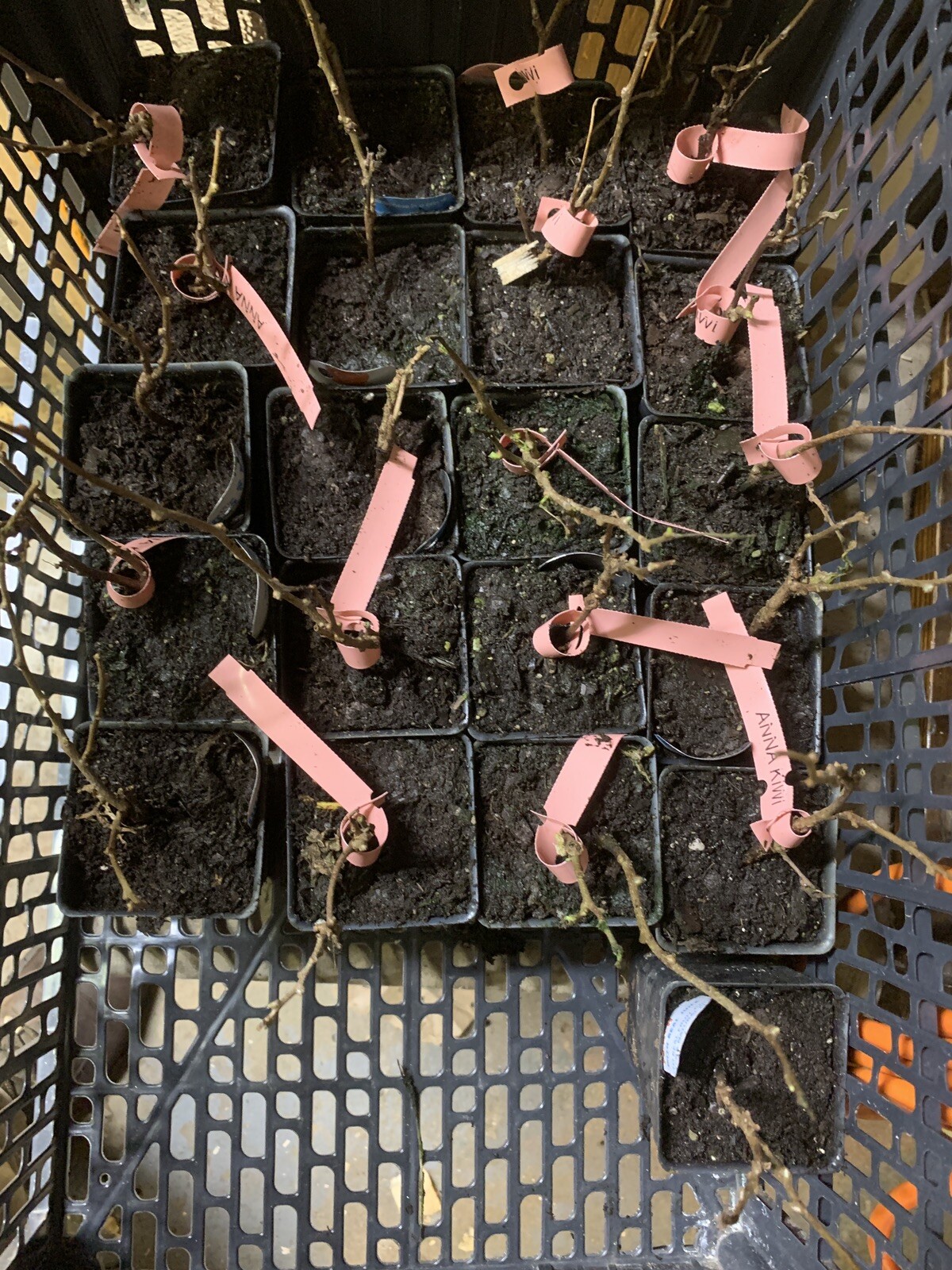 One plant of Ananasnaya (Anna) Female Hardy Kiwi (organic)