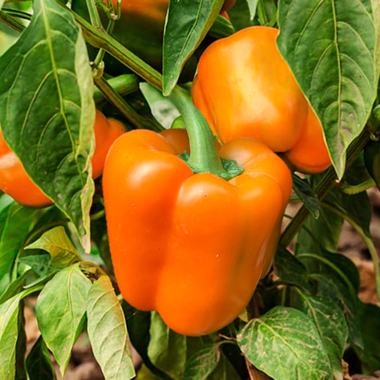 Orange Sun Bell Pepper Seeds | Heirloom Green Cal Wonder King Peppers Seed 2025