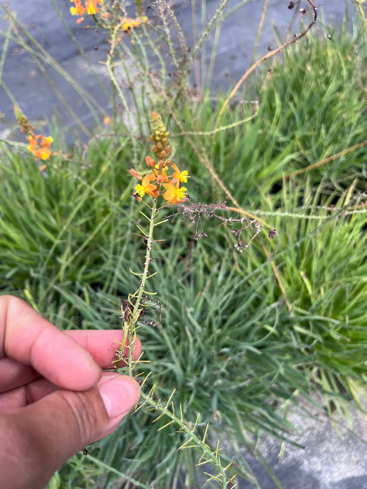 Vibrant Bulbine frutescens – Snake Flower with Healing Properties