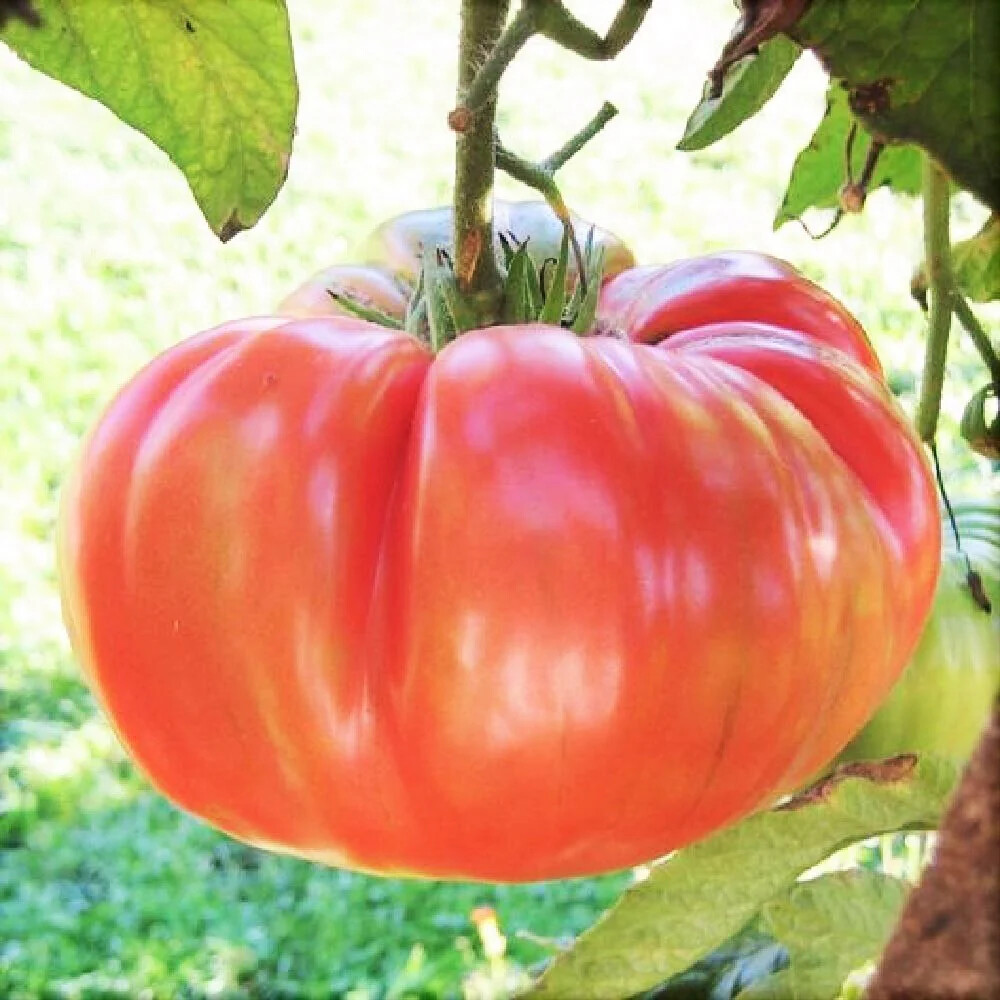 Ponderosa Pink Tomato Seeds, Henderson, NON-GMO, Heirloom, FREE SHIP