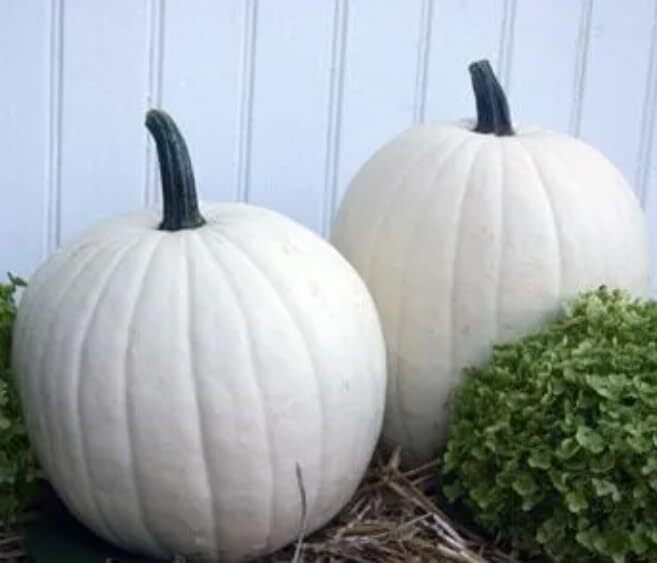 Cotton Candy Pumpkin Seeds for Planting (10 Seeds) – Grow Pure White Pumpkins