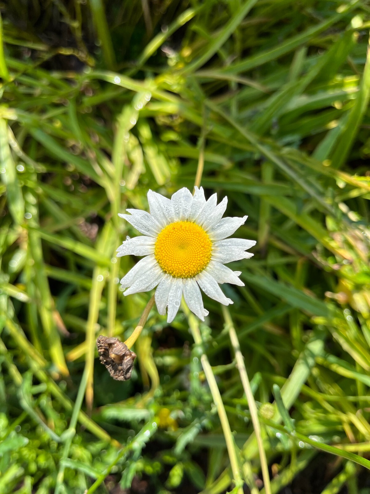 Oxyeye Daisy (Leucanthemum vulgare) Seeds self-seeding annual – 100+ seeds