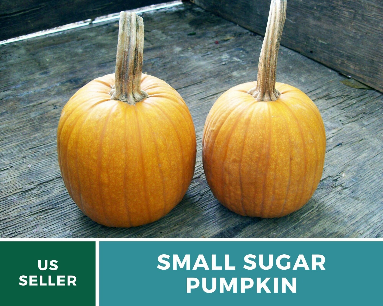 Pumpkin, Small Sugar – 15 Seeds – Heirloom – GMO Free (Cucurbita pepo)