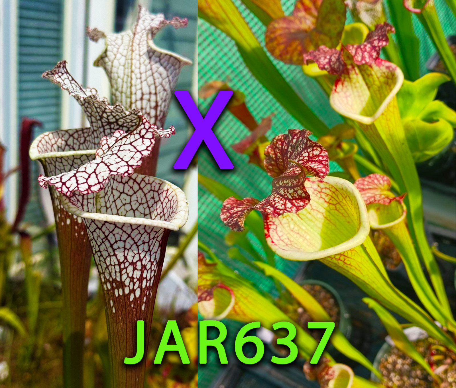 Sarracenia Seeds – JAR637 S. Titan x (The Kraken x Legacy)