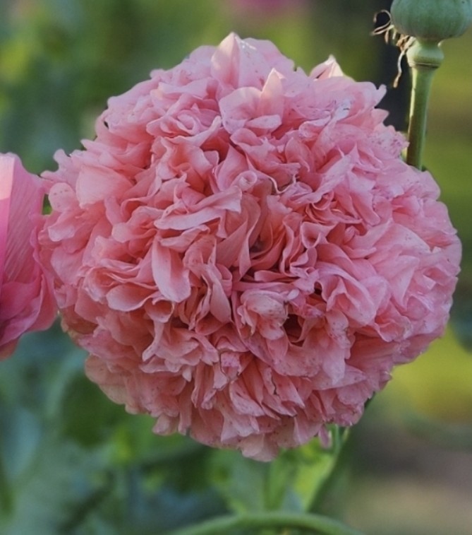 Variety Poppy Seed Mix Papever Somniferum Seeds 1000 Seeds Easy Germinate