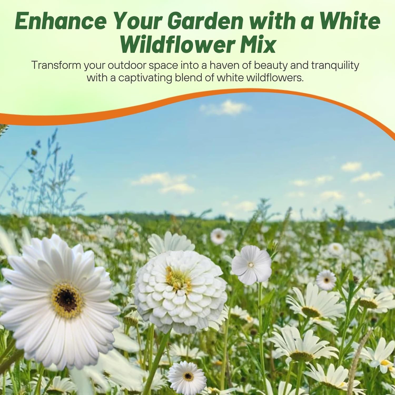 10000 Seeds White Flowers Seeds – White Wildflower Seed