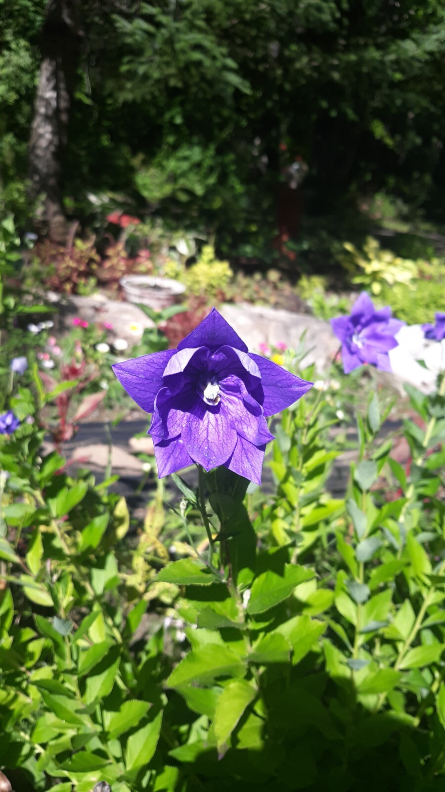 Platycodon grandiflorus, Balloon flower mix 35+ perennial seed
