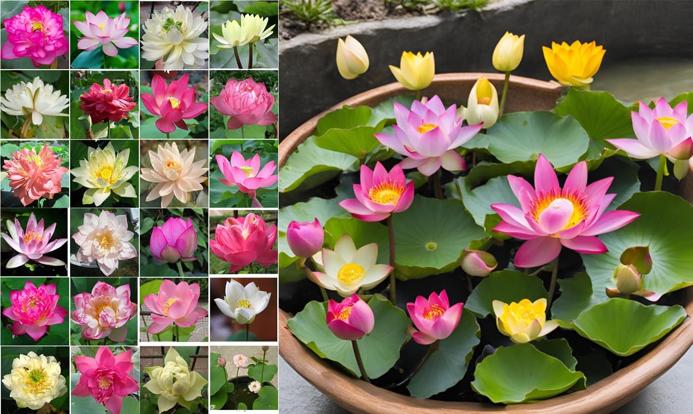Sacred Lotus Seeds Mixed Color Pink Red White 10 Seeds for Water Planting