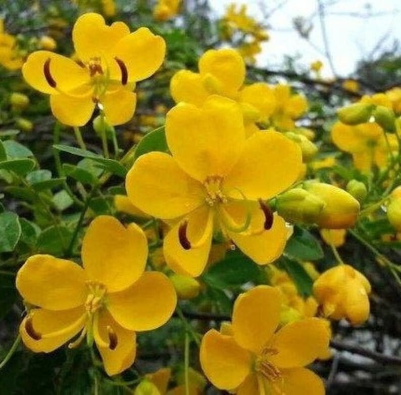 150 Heirloom Christmas Cassia seeds – Senna Bicapsularis/ Senna Pendula
