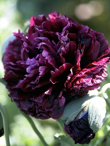 Poppy Peony Double Mixed, Red Pink White Purple coral Flowers double petal flowr