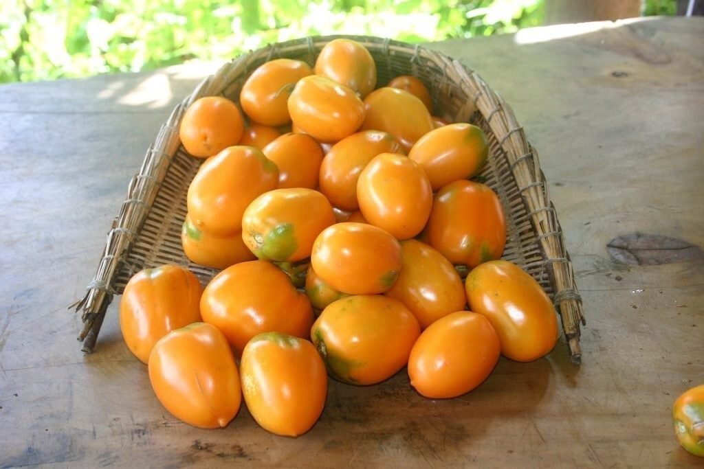 50+ ORANGE ROMA TOMATO SEEDS – FRESH FOR YOUR VEGETABLE GARDENS