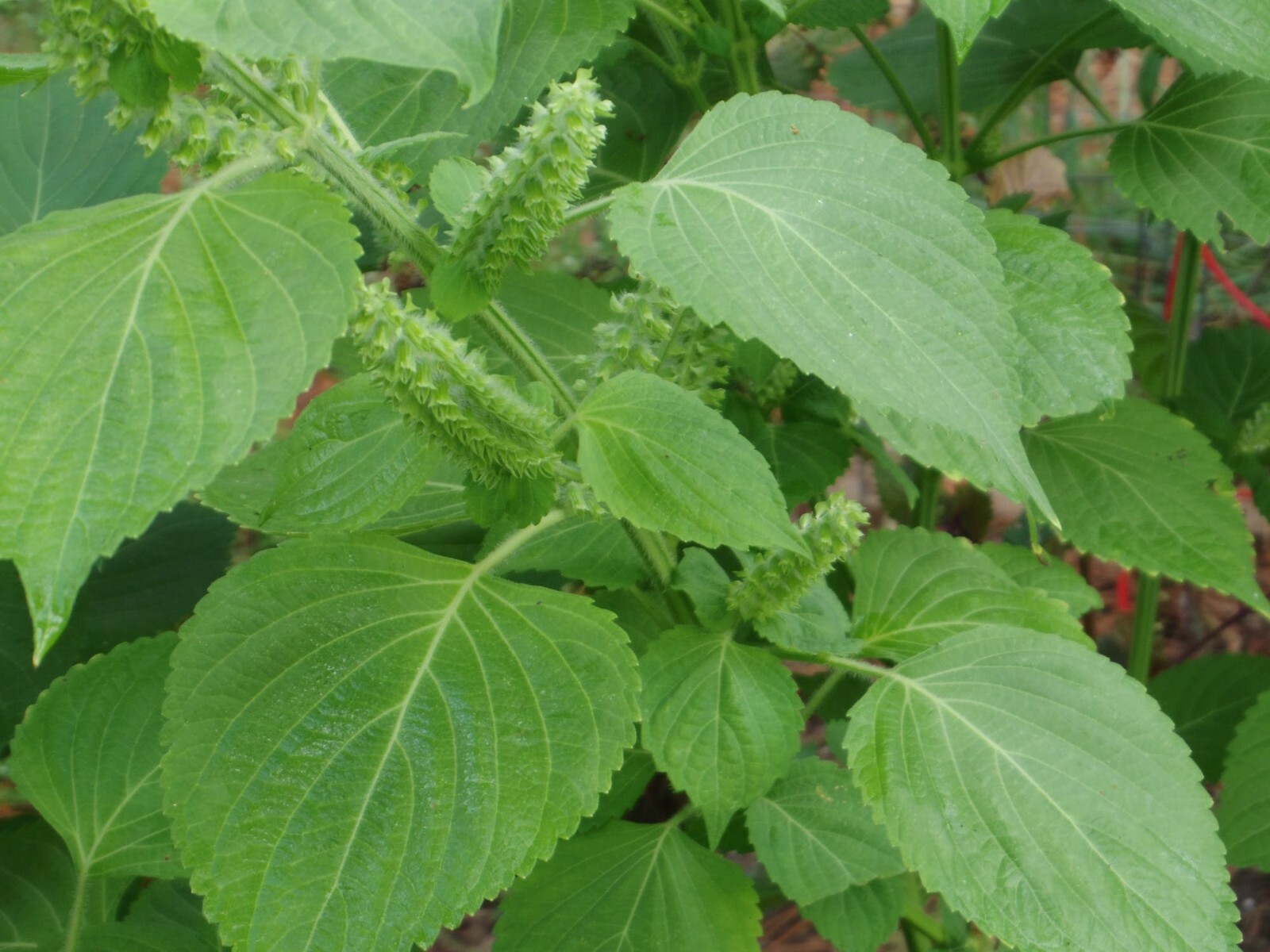 500 GREEN SHISO Seeds Non-GMO Perilla frutescens Beef Steak Plant USA Seller