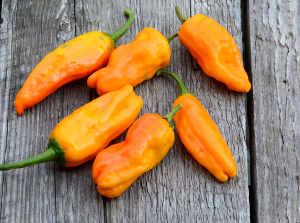 RARE✿ Italian Orange Pepperoncini Hot Pepper 10 Seeds ●Medium Heat Prolific