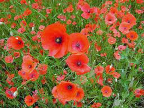 POPPY, SHIRLEY 1000 SEEDS, BRIGHT RED FLOWER, LONG LASTING RED BLOOMS
