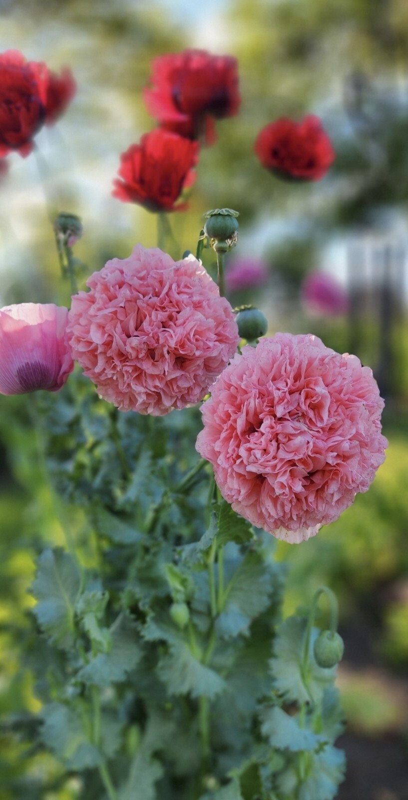 Variety Poppy Seed Mix Papever Somniferum Seeds 1000 Seeds Easy Germinate