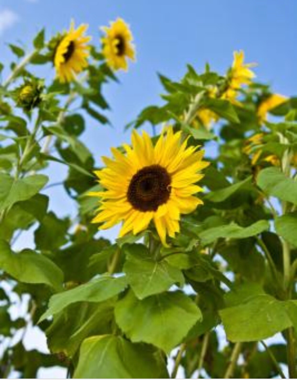 Sunflower Seeds | For Planting Huge Sun Flowers Grow Black Oil Mammoth Seed 2022