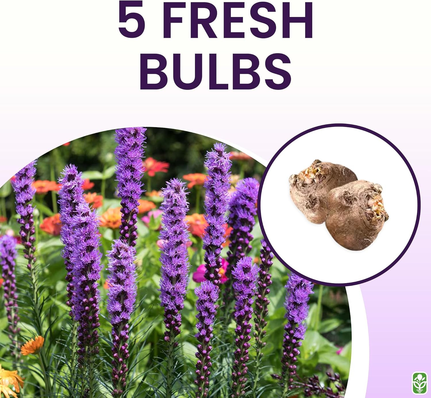 Purple Blazing Star – 5 Fresh Bulbs – Liatris Spicata Flower Bulb – Perennial Ga