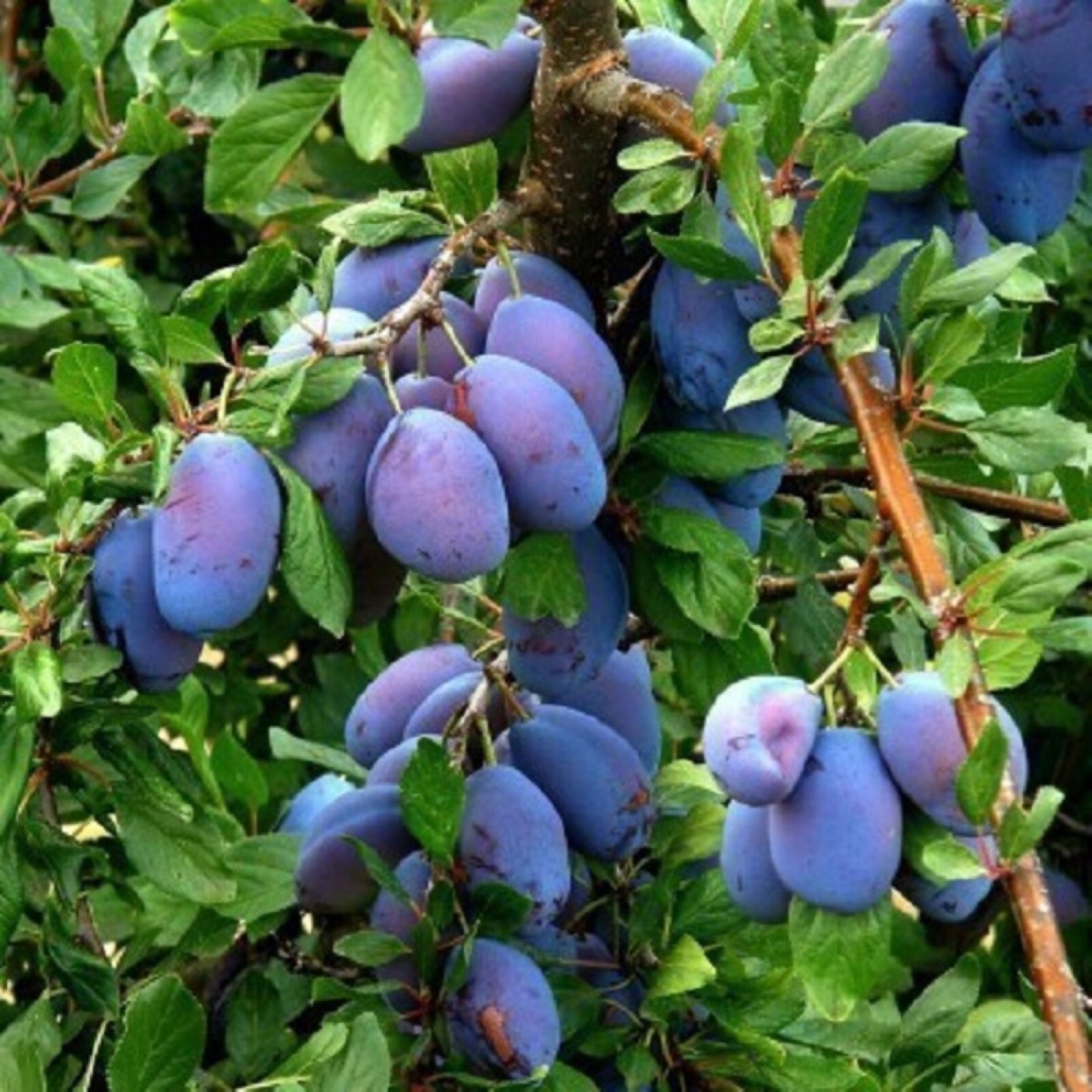 12-18″ tall French Prune, bare root, 1 grafted plant, 1 year old