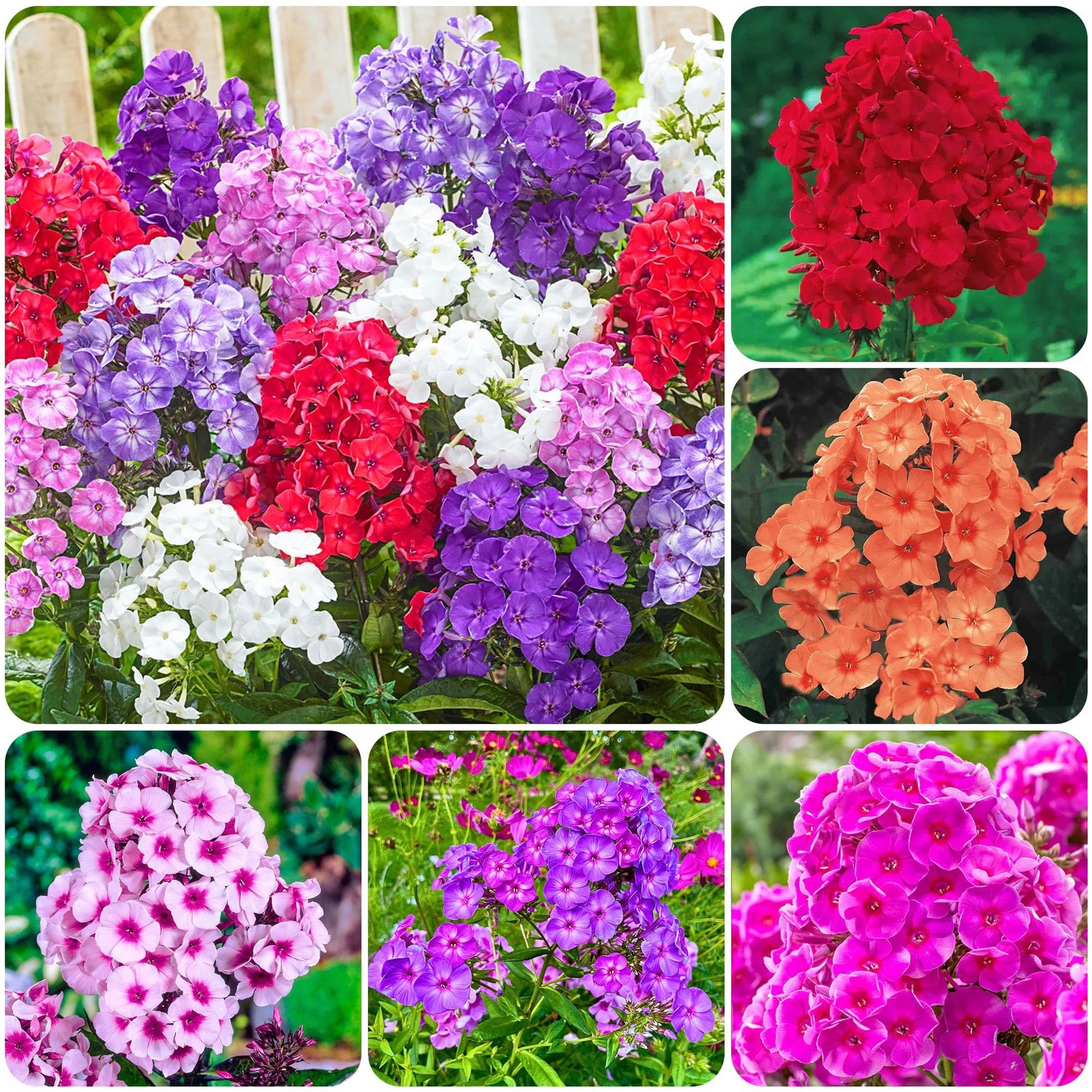 2000+Seeds Phlox Dwarf Beauty Mix Seeds for Planting Outdoor-Annual Phlox Cre…