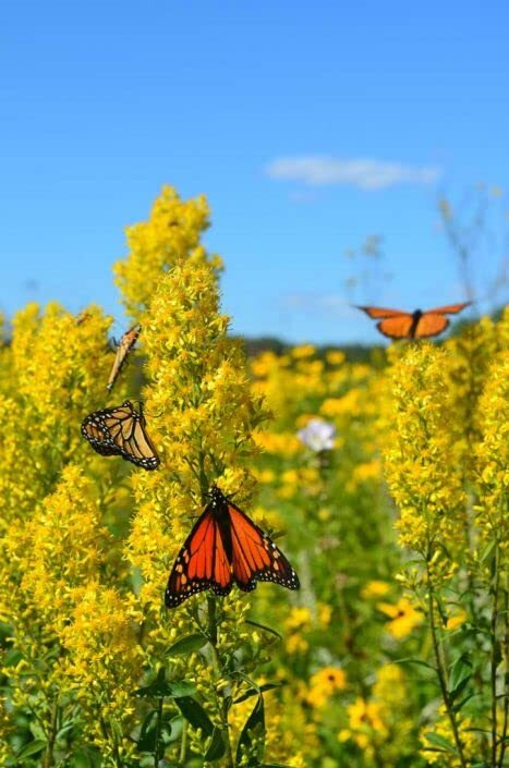 Showy Goldenrod Seeds for Planting – 100+ Seeds – Solidago speciosa – Heirloom &