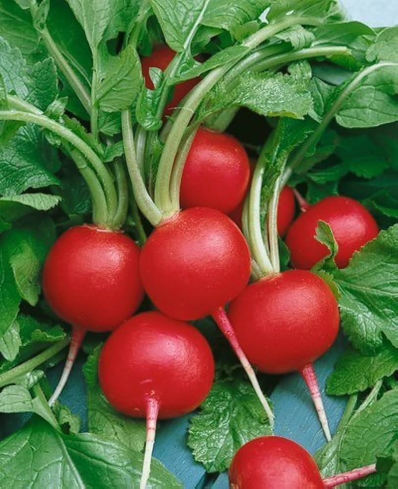 Champion Radish 200+ Seeds | NON-GMO | Heirloom | Organic. Free Shipping.