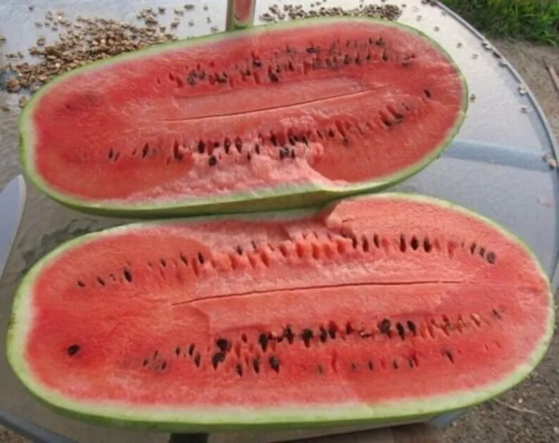 10+ CHARLESTON GREY WATERMELON SEEDS – Heirloom – Organic – NON GMO —— GIANT