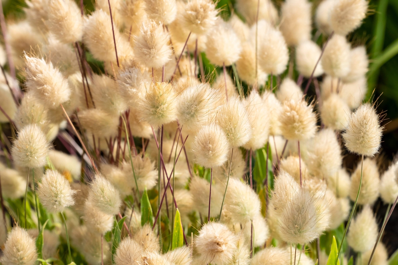 100 BUNNY TAILS GRASS (Hares Tail) Ornamental Lagurus Ovatus Seeds