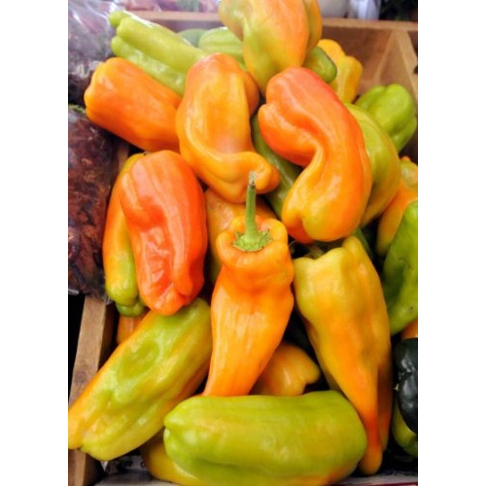 Cubanelle Pepper 25 Seeds Non-GMO Heirloom Beautiful green to yellowish orange t