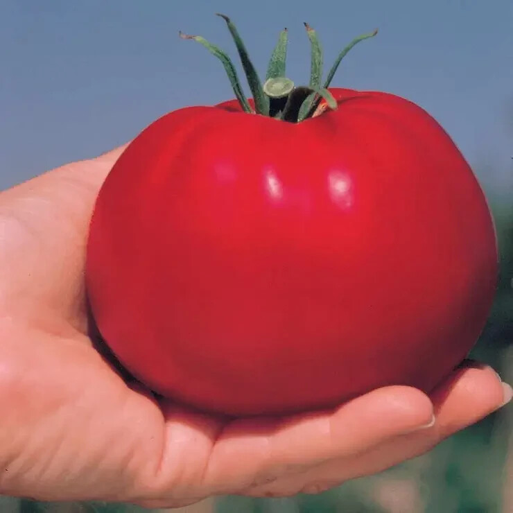 30 Seeds Park’s Whopper Tomato Hybrid Vegetable Garden Planting Tomatoe USA